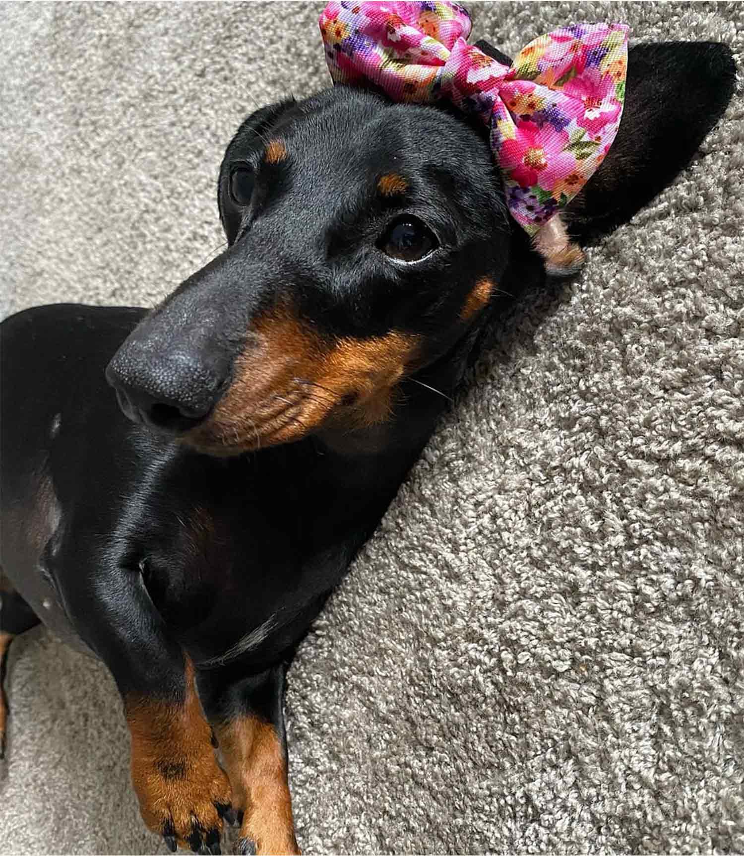 Hounds of Eden 'Florentina' - Floral Dog Bow Tie - Nest Pets
