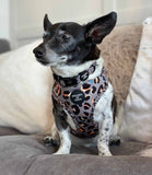 Hounds of Eden 'Steel Leopard' - Khaki/Grey Dog Collar - Nest Pets