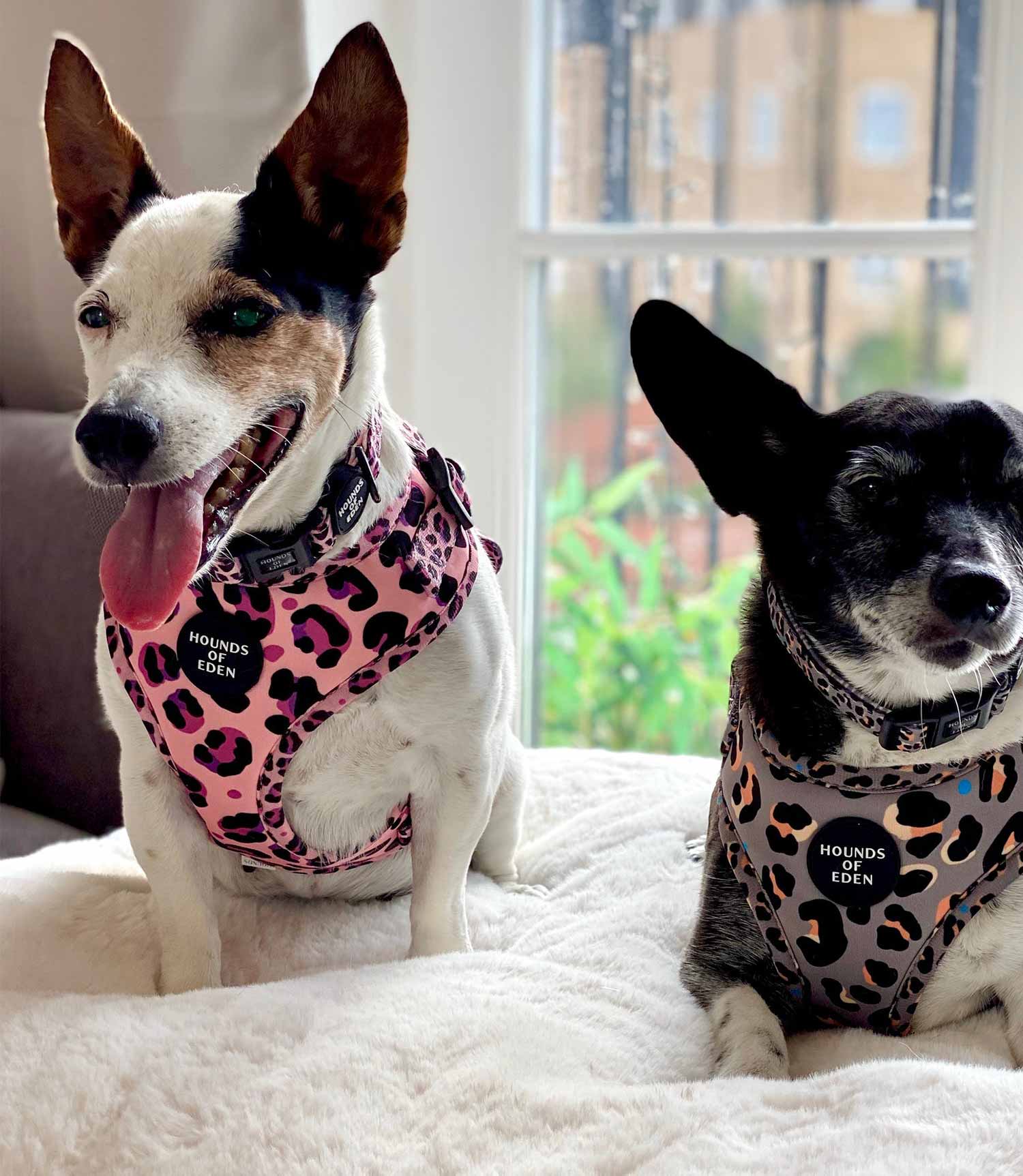 Hounds of Eden 'Blushing Leopard' - Pink Dog Harness - Nest Pets