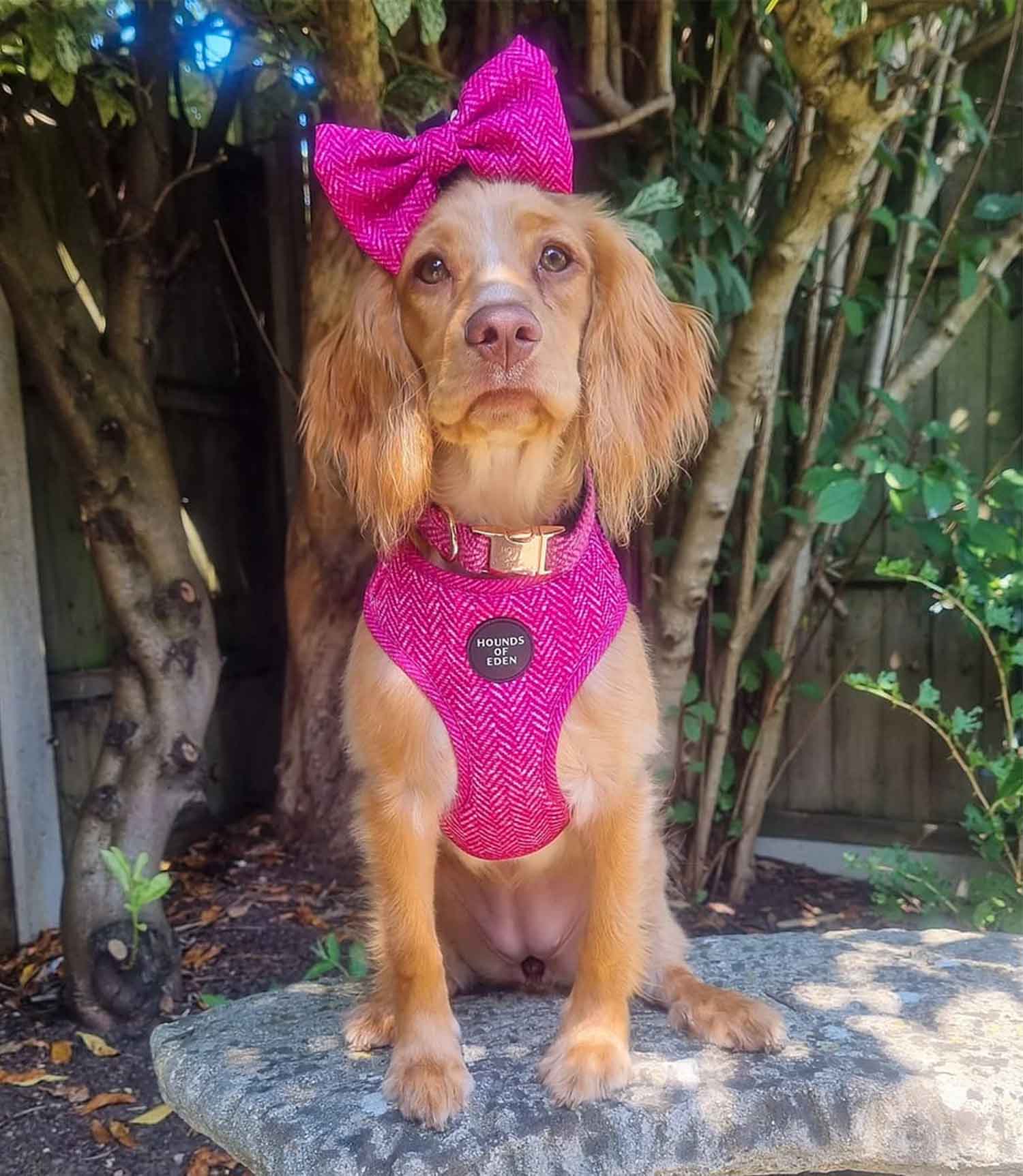 Hounds of Eden 'Bella' - Pink Tweed Dog Bow Tie - Nest Pets