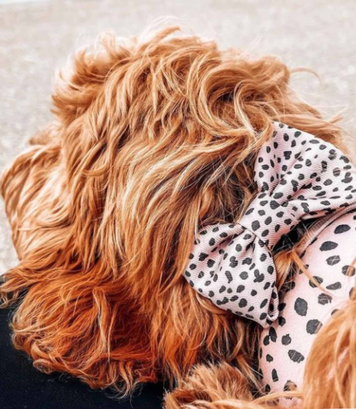 Cocopup London - Tan Spots Bow Tie - Nest Pets