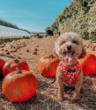 Cocopup London - Stay Wild Harness - Nest Pets