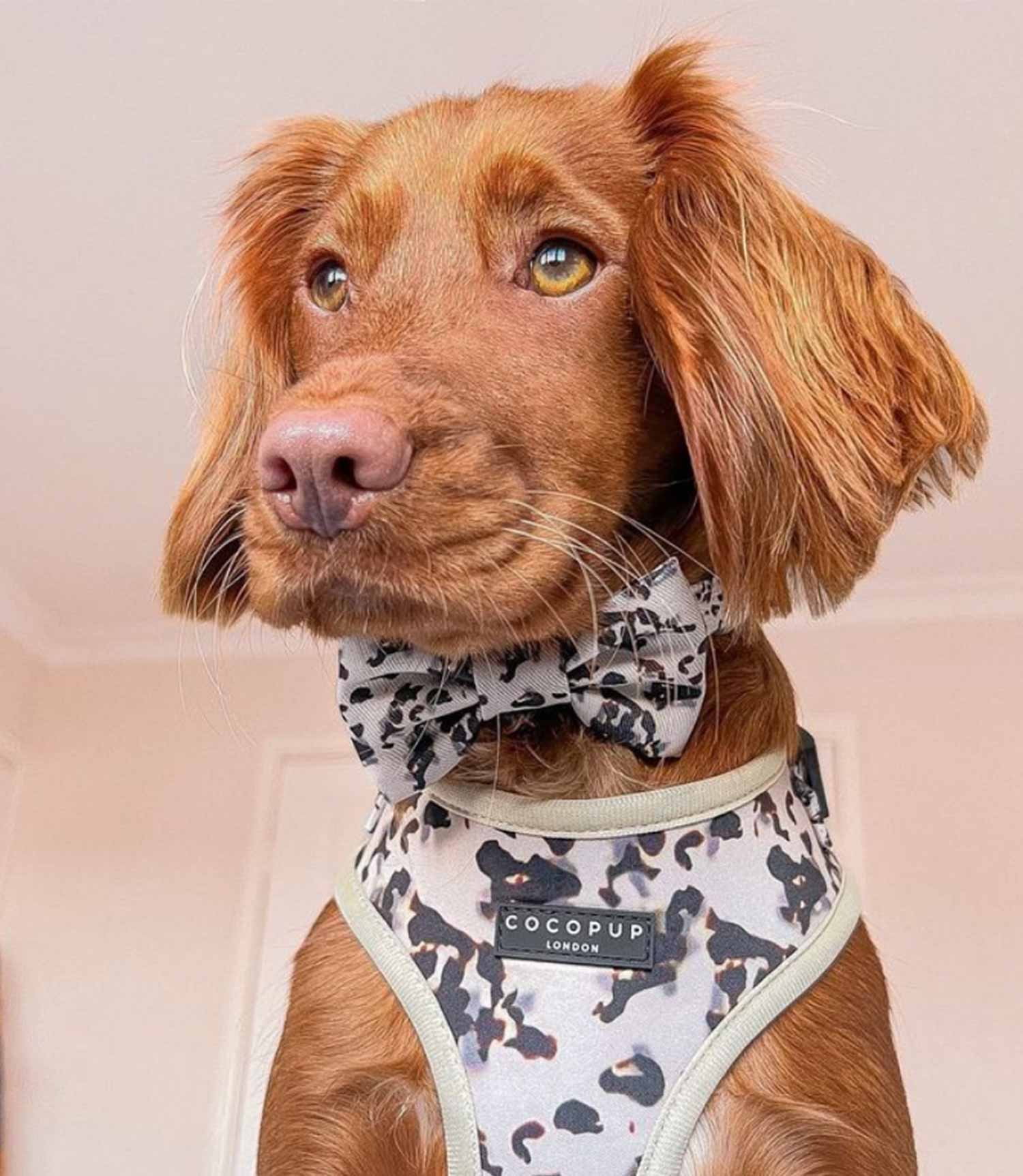 Cocopup London - Ivory Tort Bow Tie - Nest Pets