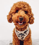 Cocopup London - Ivory Tort Harness - Nest Pets
