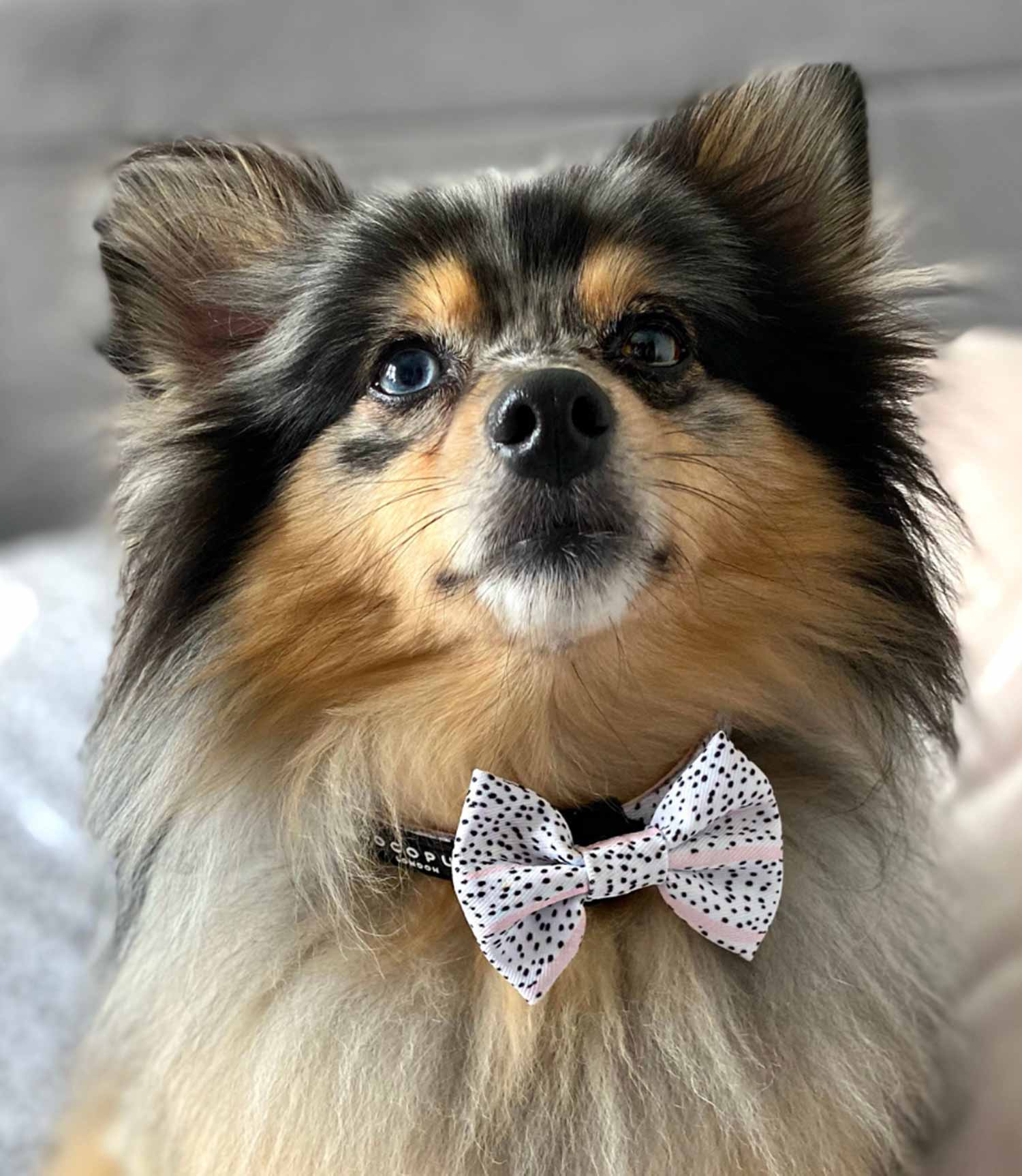 Cocopup London - Pink Dalmatian Bow Tie - Nest Pets