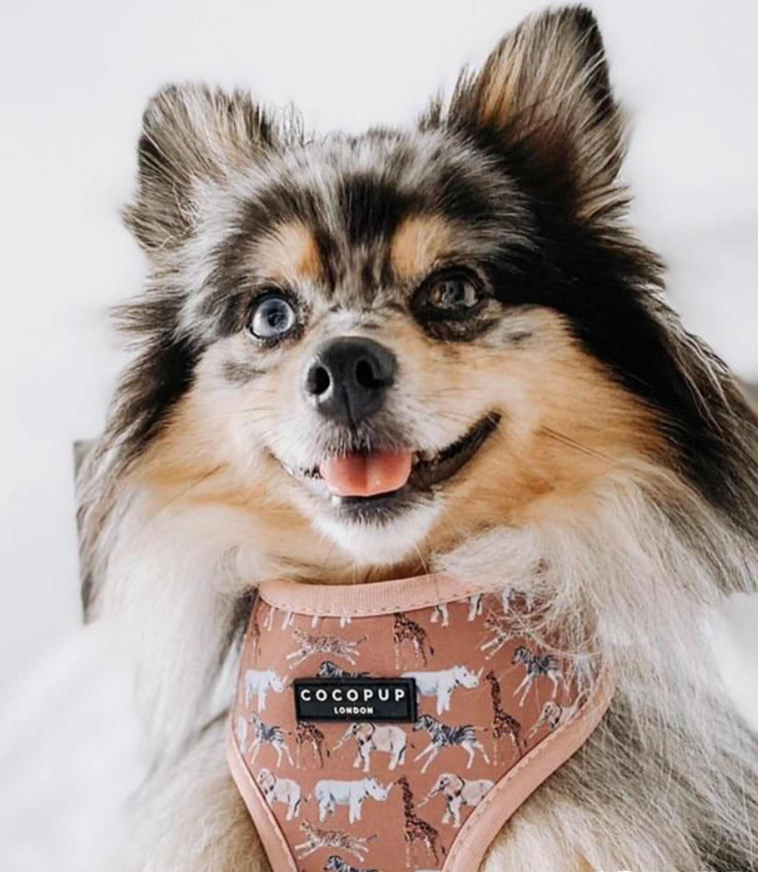 Cocopup London - Tan Spots Reversible Harness - Nest Pets