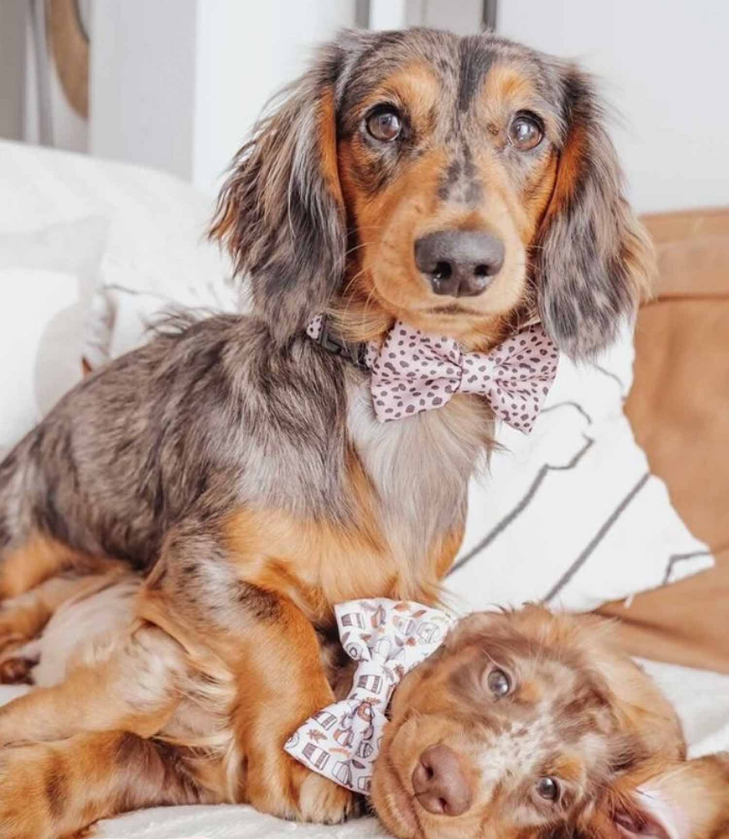 Cocopup London - Tan Spots Bow Tie - Nest Pets