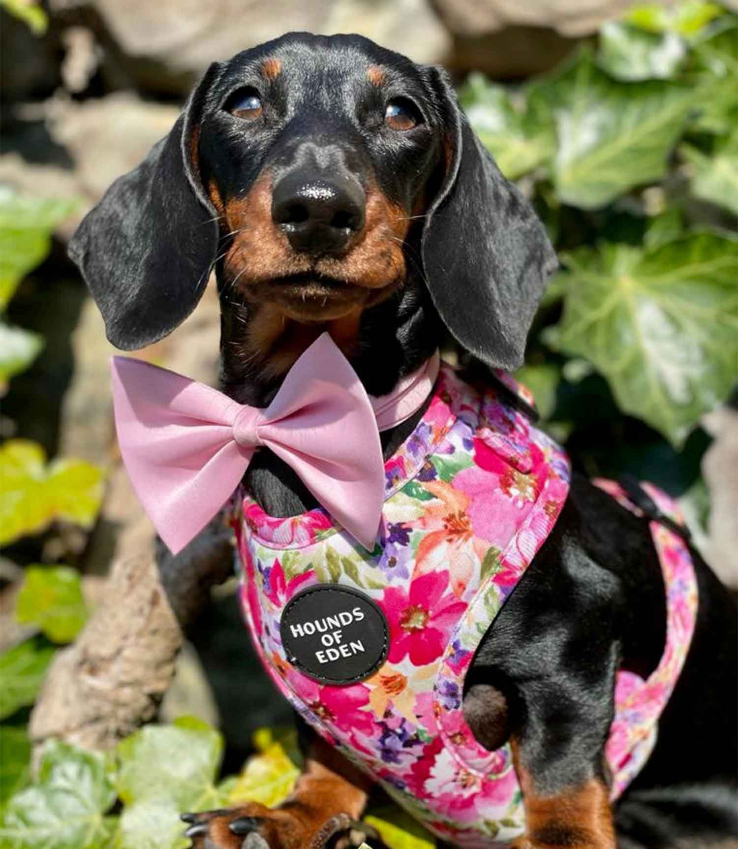 Hounds of Eden 'Florentina' - Floral Dog Harness - Nest Pets
