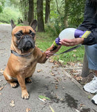 Paw Buddy Paw Cleaning Tool - Nest Pets