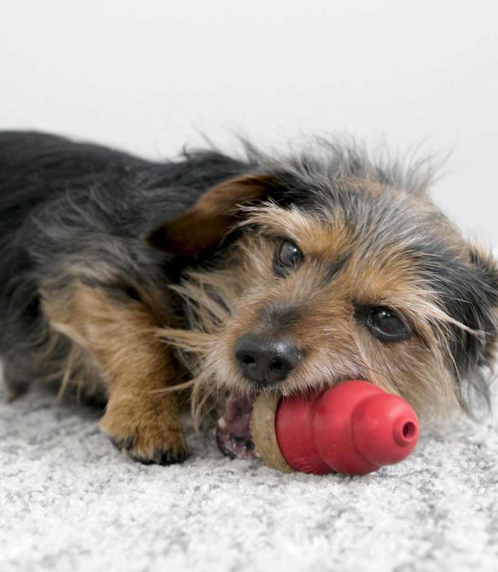 KONG Marathon Chicken Dog Treats - 2 Pack - Nest Pets