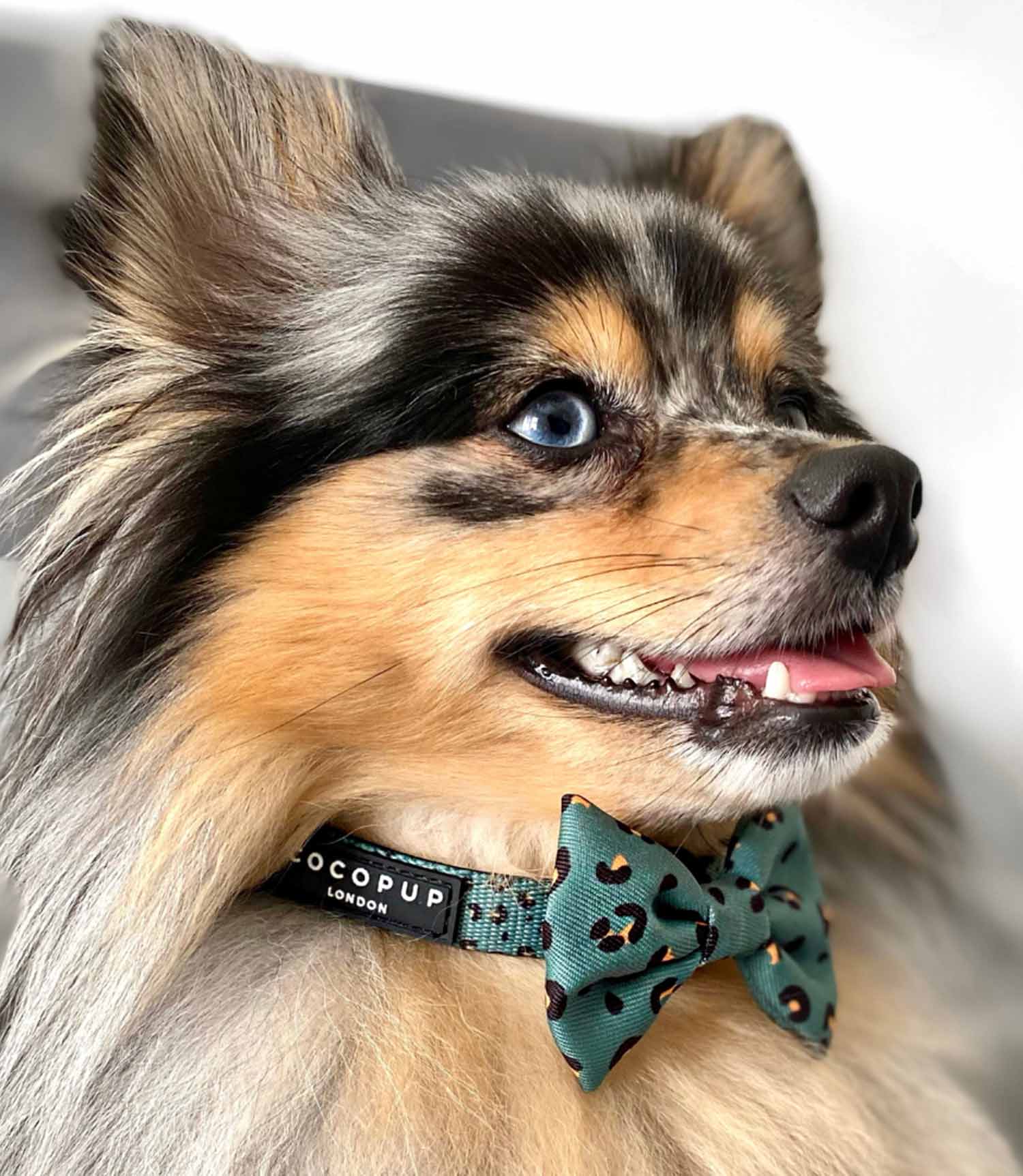 Cocopup London - Khaki Leopard Bow Tie - Nest Pets