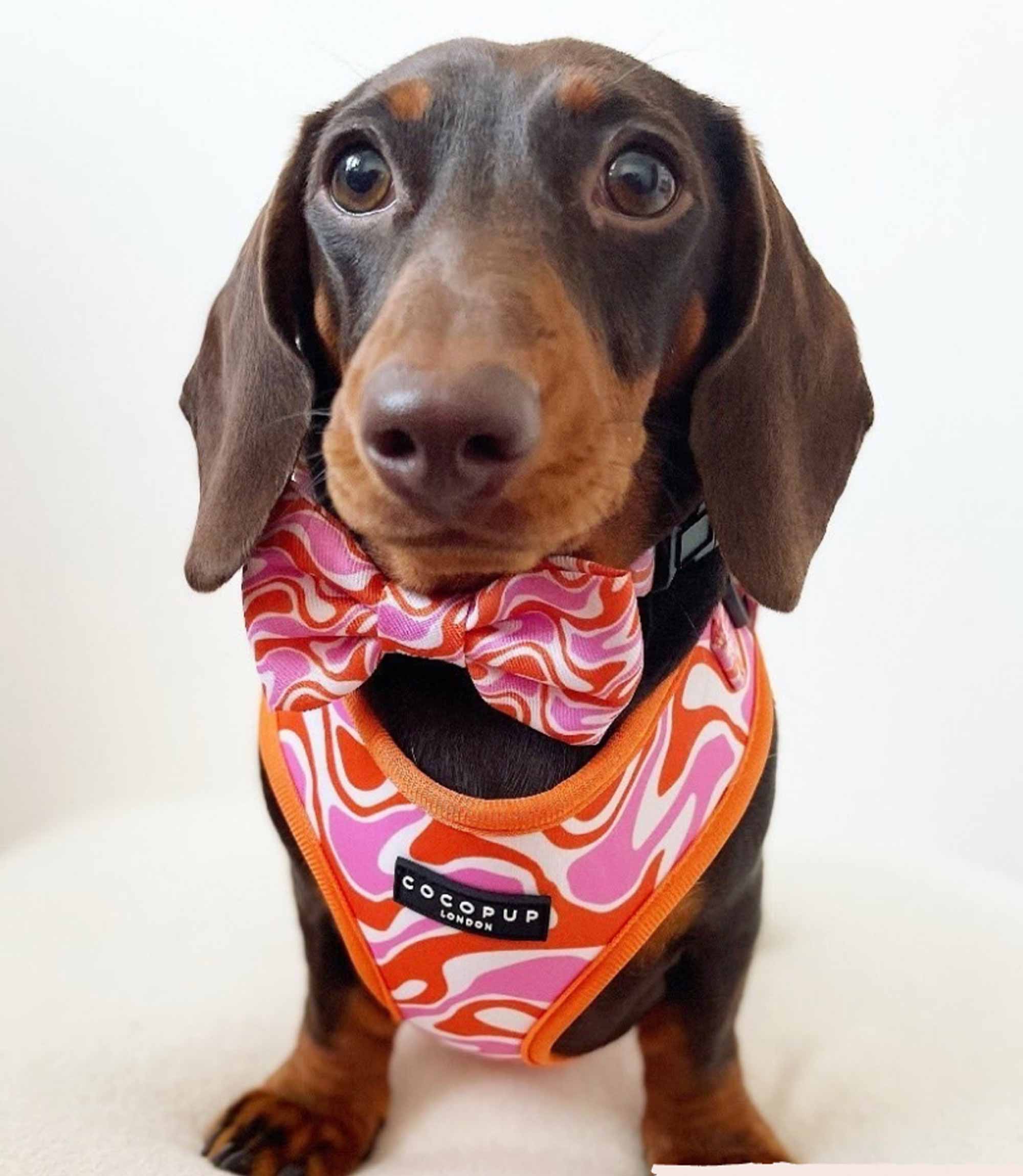 Cocopup London - 70's Swirl Bow Tie - Nest Pets
