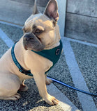 Poppy + Ted - Walk + Wear Teal Dog Harness - Nest Pets