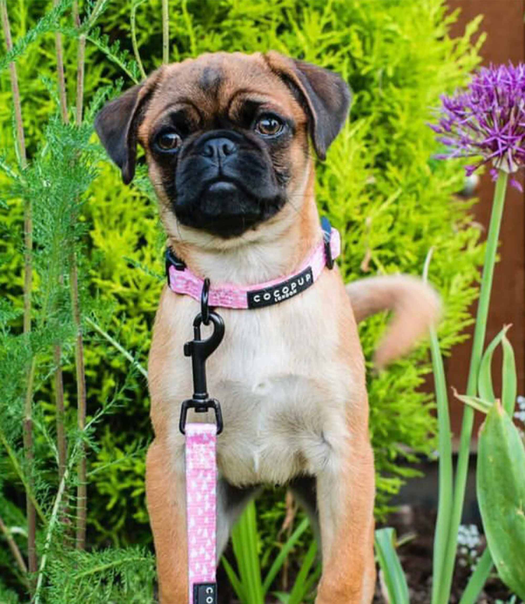 Cocopup London - Cupid Collar - Nest Pets