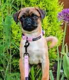 Cocopup London - Cupid Collar - Nest Pets