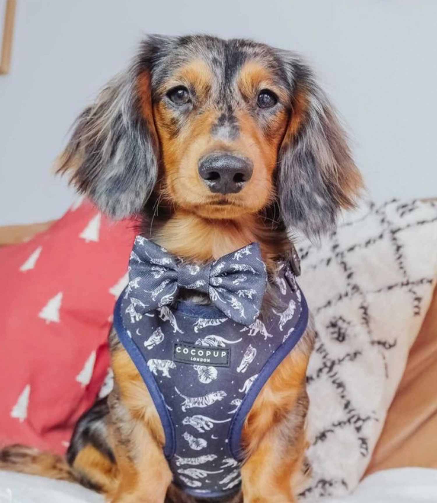 Cocopup London - Midnight Tiger Bow Tie - Nest Pets