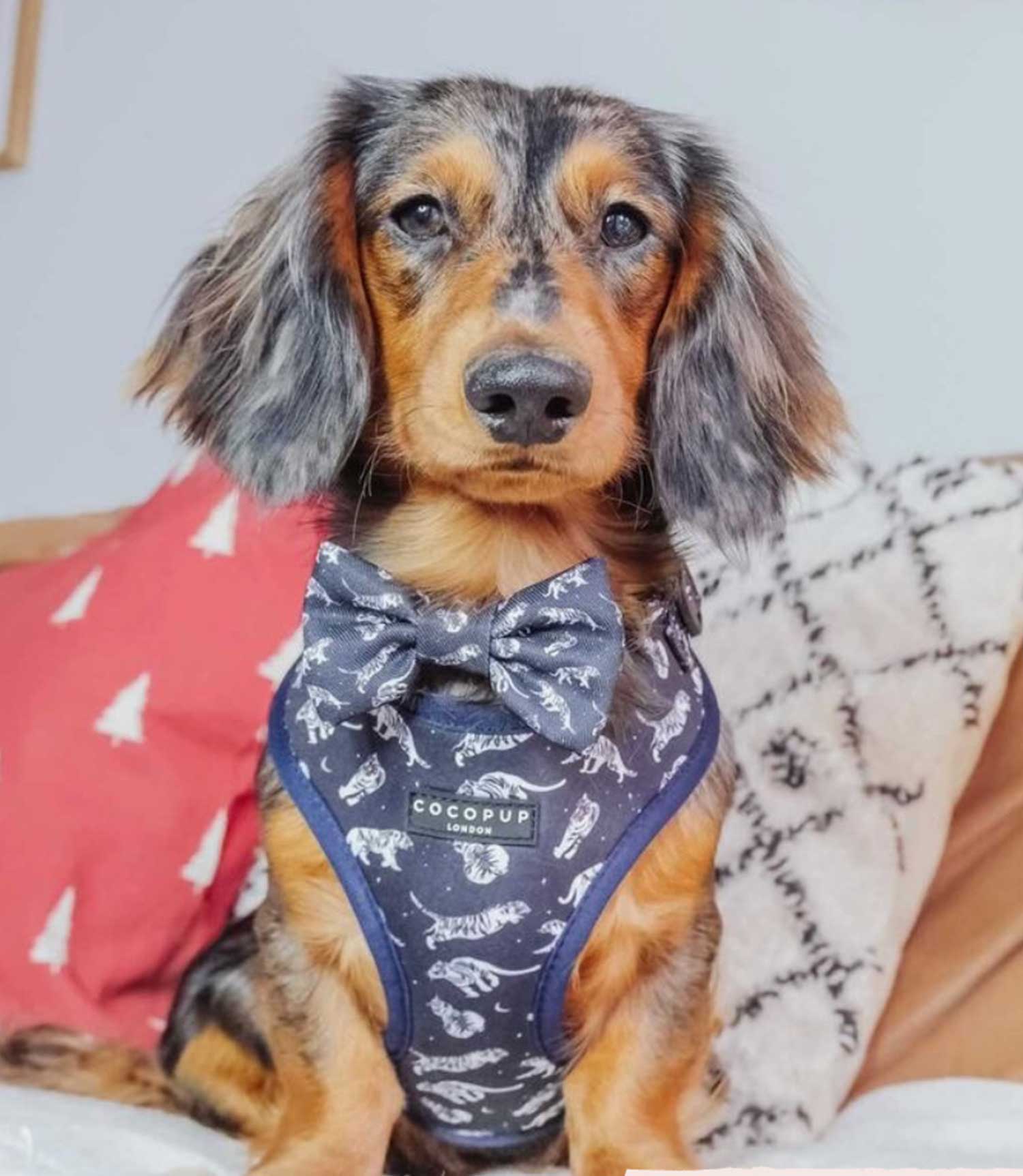 Cocopup London - Midnight Tiger Harness - Nest Pets