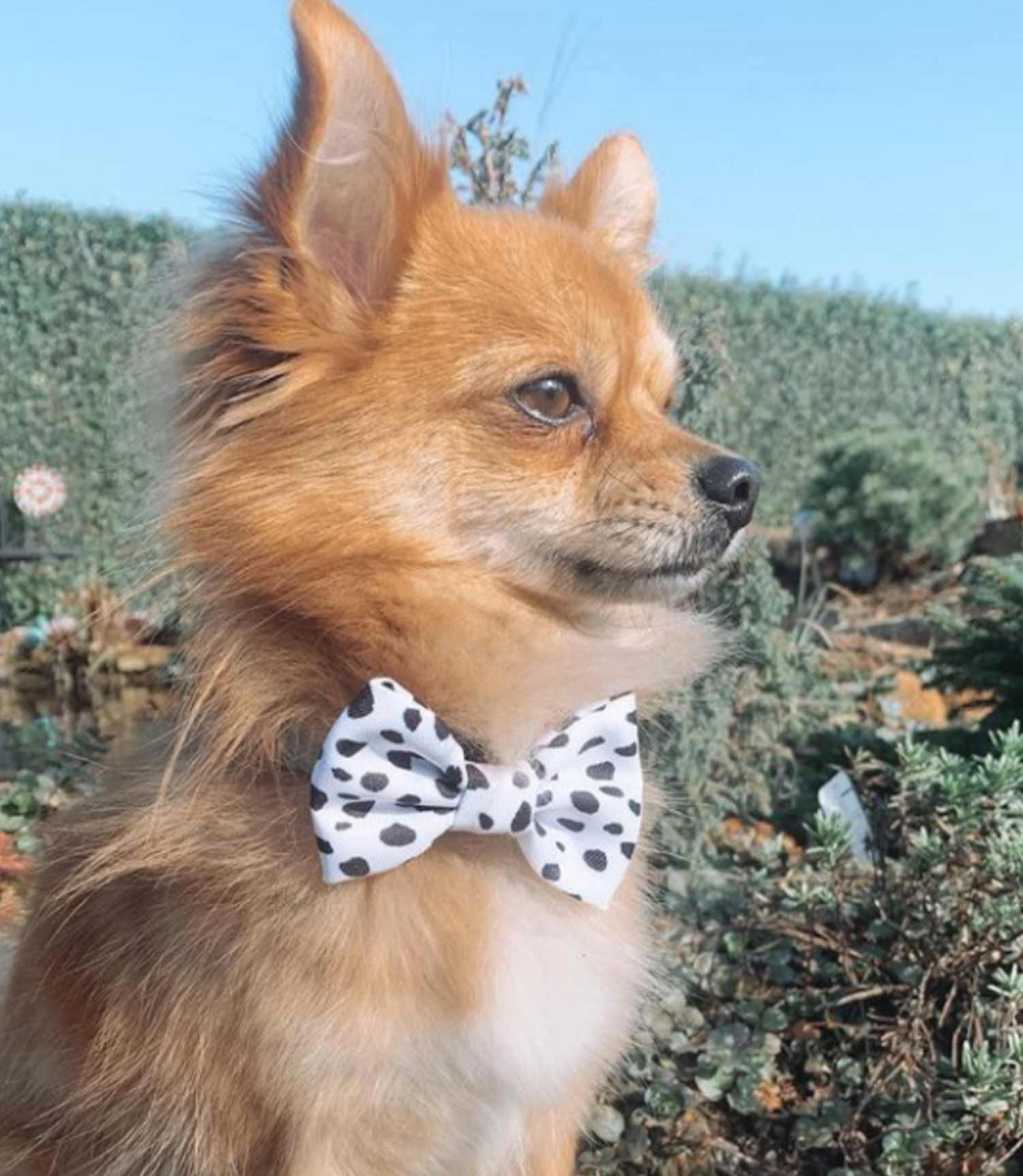 Cocopup London - Monochrome Spots Bow Tie - Nest Pets