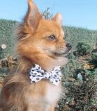 Cocopup London - Monochrome Spots Bow Tie - Nest Pets