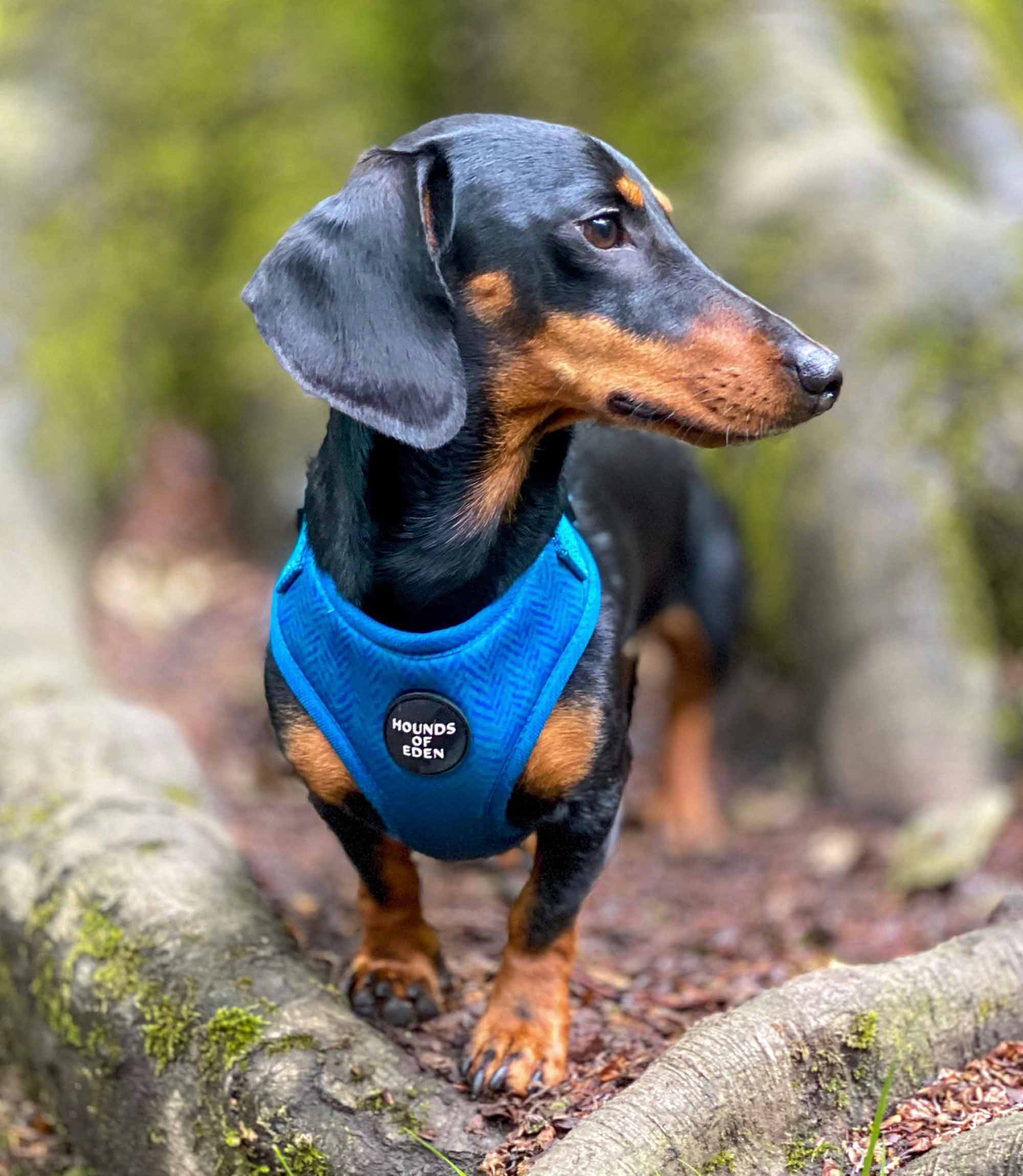 Hounds of Eden 'Bruce' - Blue & Teal Herringbone Dog Harness - Nest Pets
