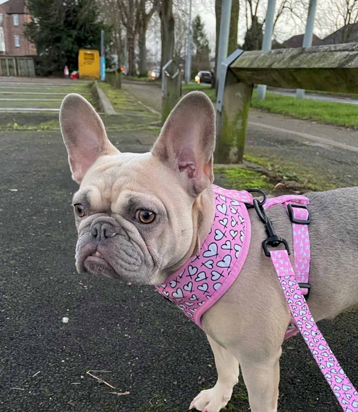 Cocopup London - Cupid Lead - Nest Pets