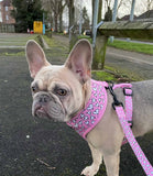 Cocopup London - Cupid Lead - Nest Pets