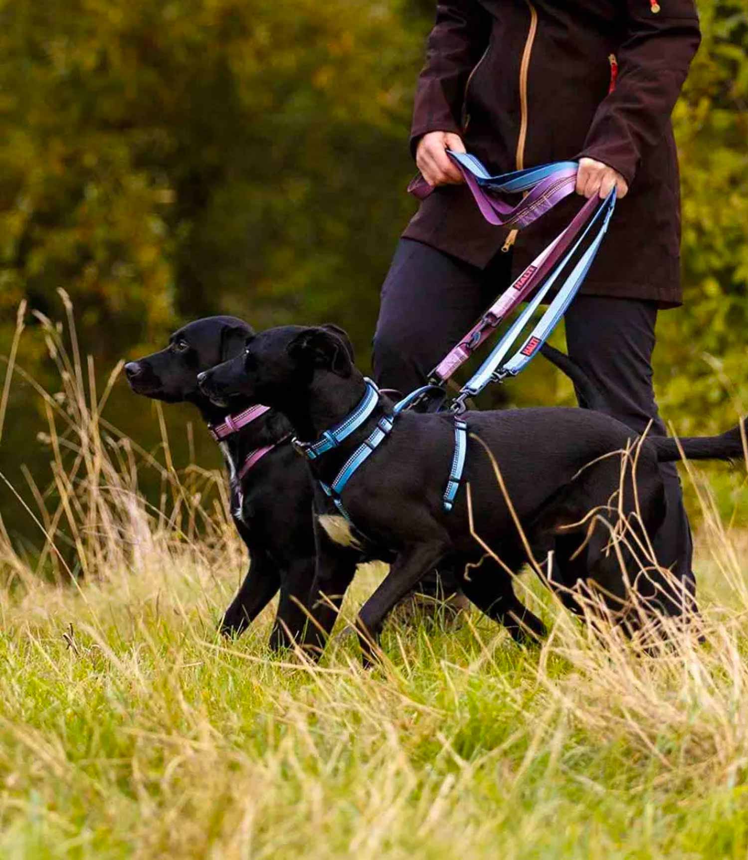 Halti Adjustable Dog Collar - Nest Pets