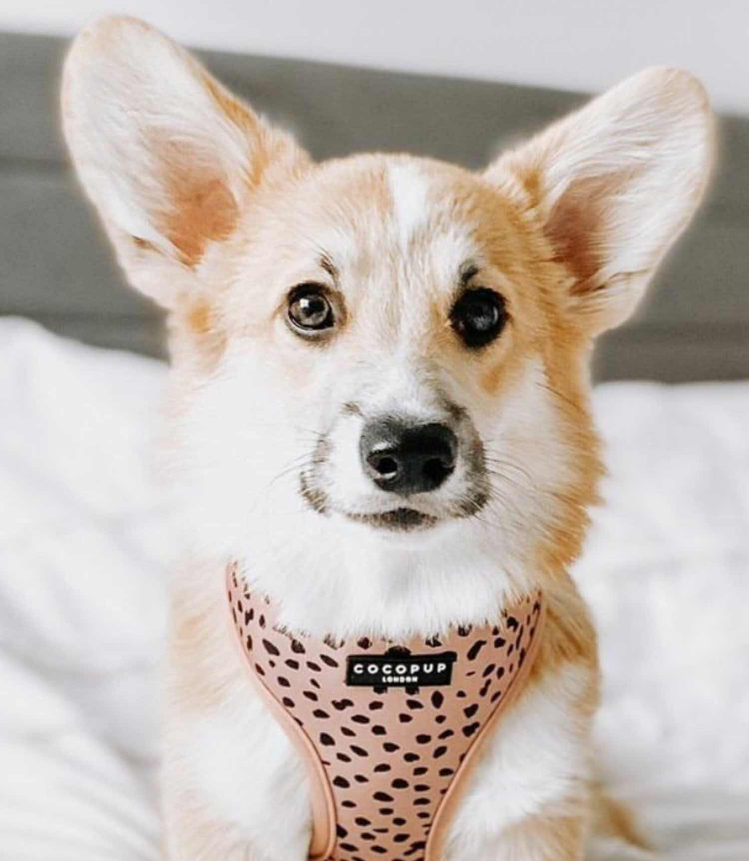 Cocopup London - Tan Spots Reversible Harness - Nest Pets