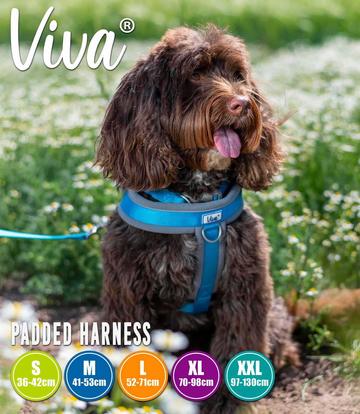 Ancol Viva Padded Dog Harness - Nest Pets