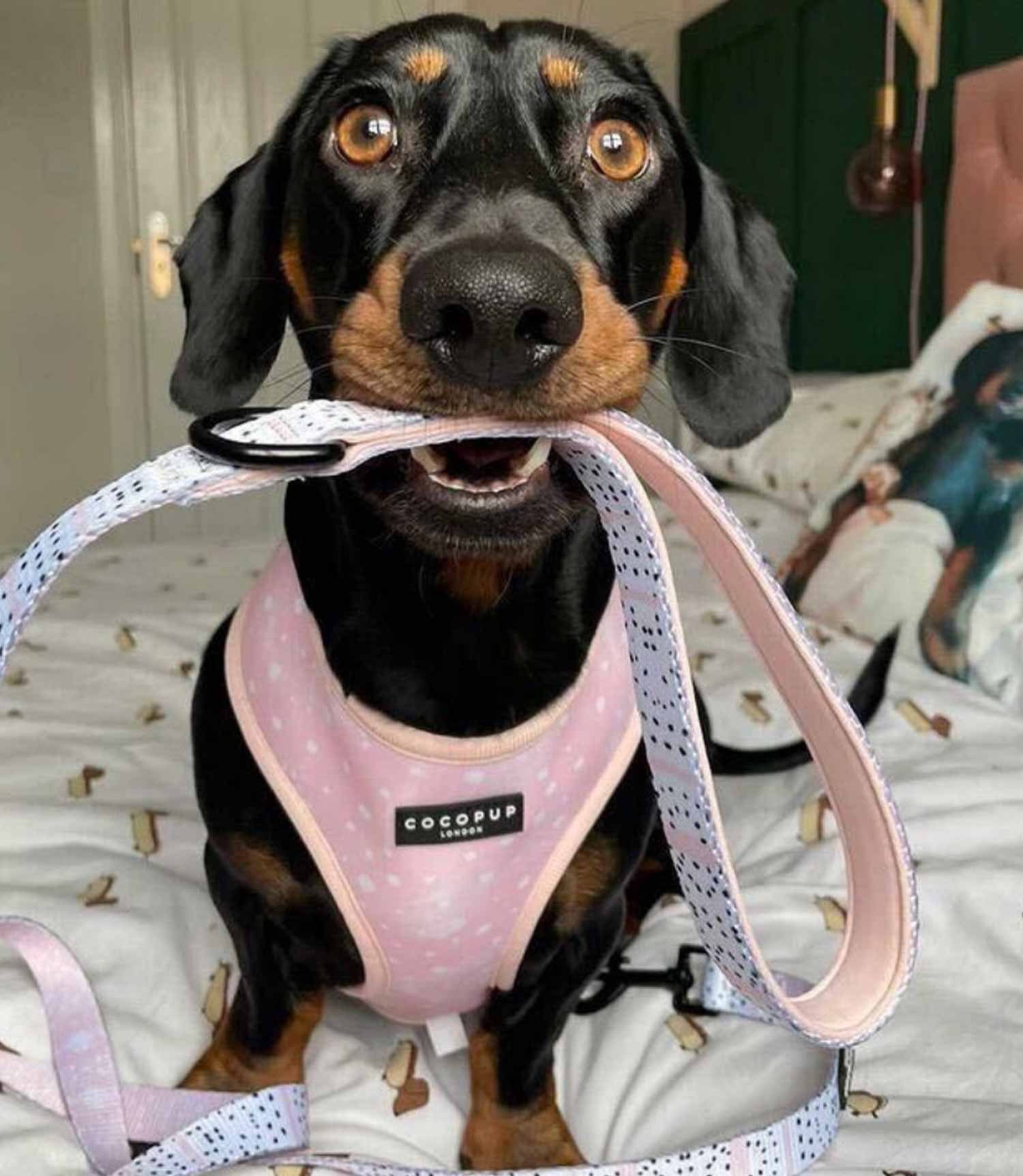 Cocopup London - Pink Dalmatian Lead - Nest Pets