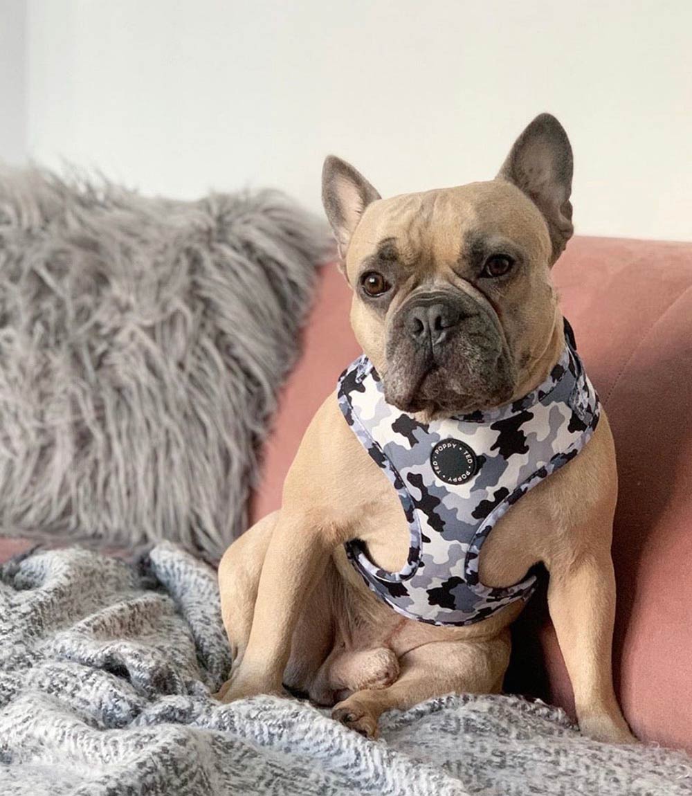 Poppy + Ted - Walk + Wear The Camo Dog Harness - Nest Pets