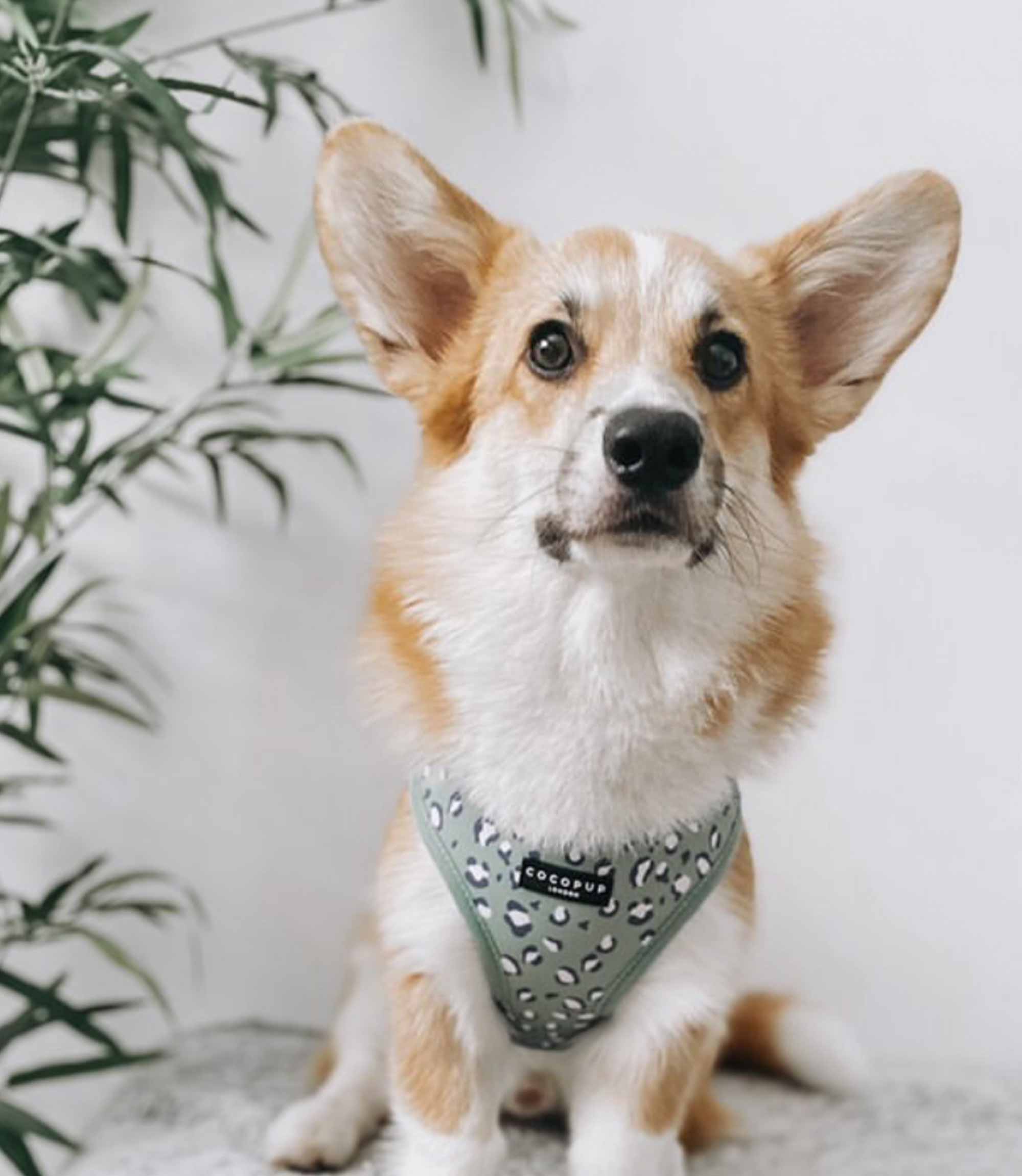 Cocopup London - Sage Leopard Harness - Nest Pets