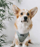 Cocopup London - Sage Leopard Harness - Nest Pets