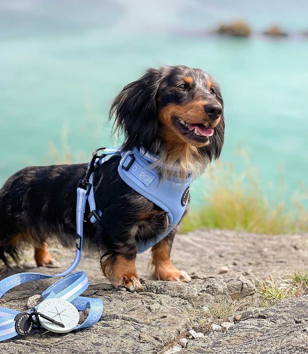 Poppy + Ted - Walk + Wear Cornflower Blue Dog Harness - Nest Pets