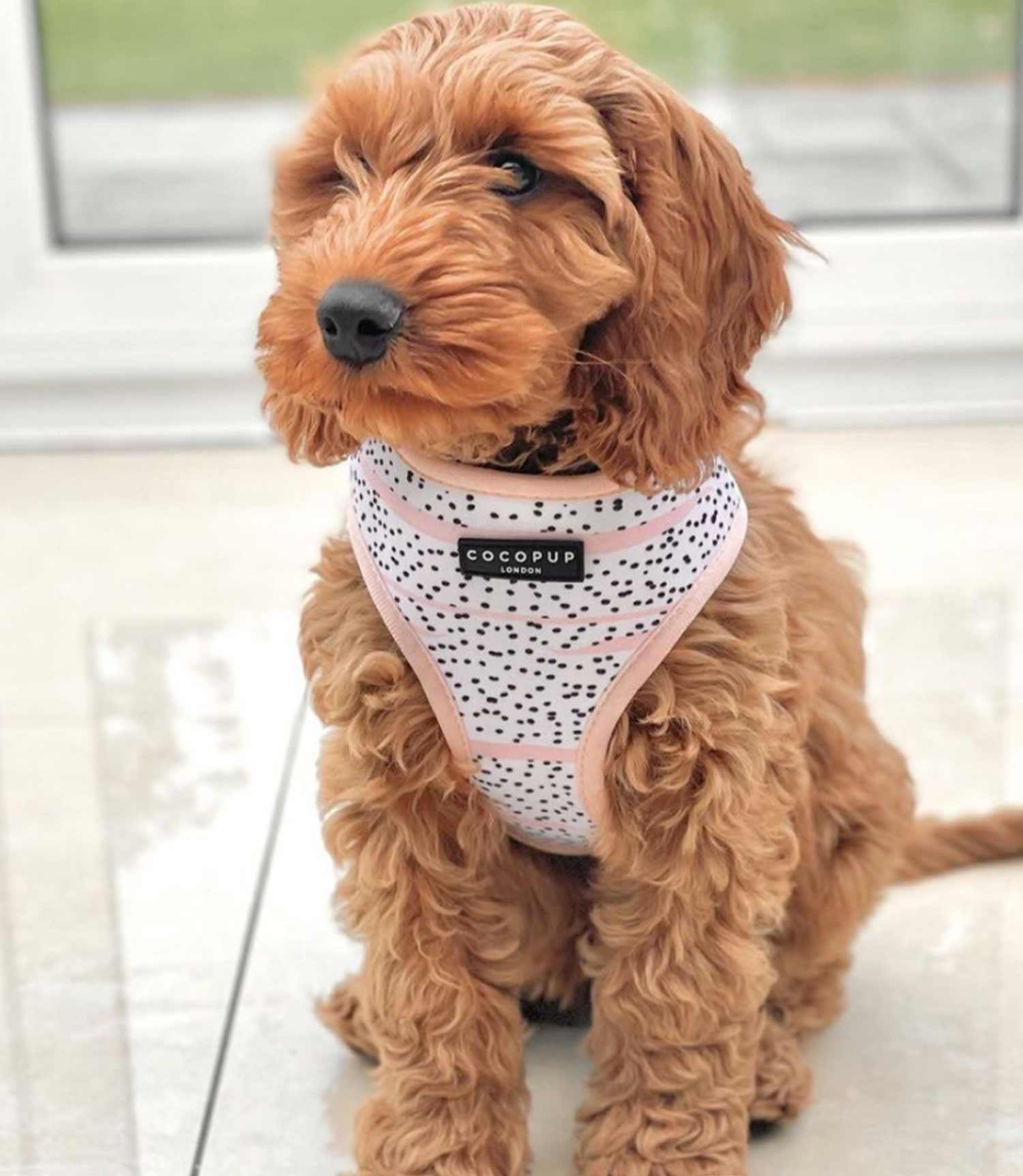 Cocopup London - Pink Dalmatian Reversible Harness - Nest Pets