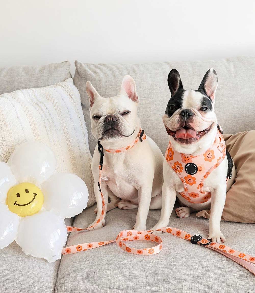 Poppy + Ted - Walk + Wear Flower Power Dog Harness - Nest Pets