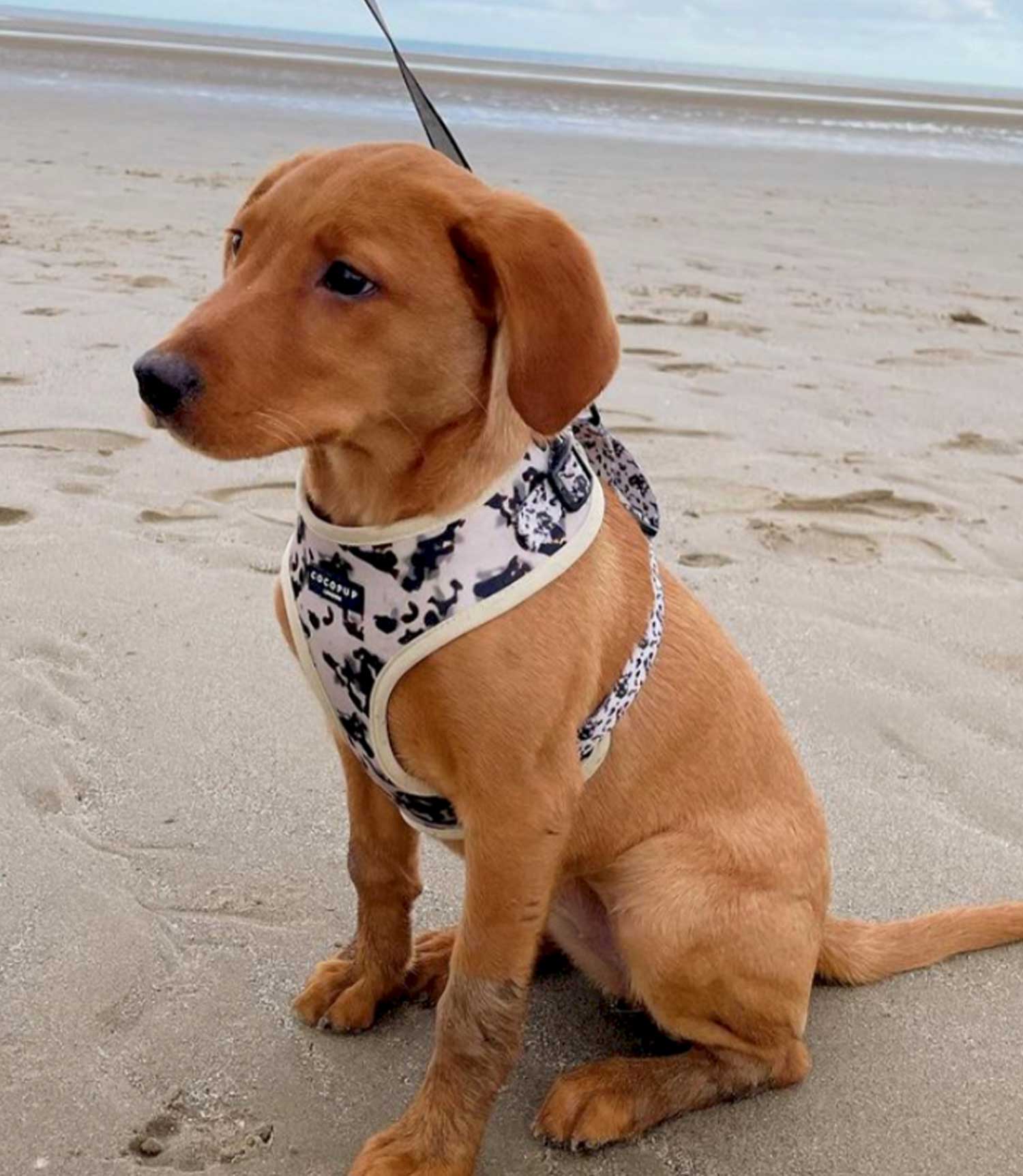 Cocopup London - Ivory Tort Harness - Nest Pets