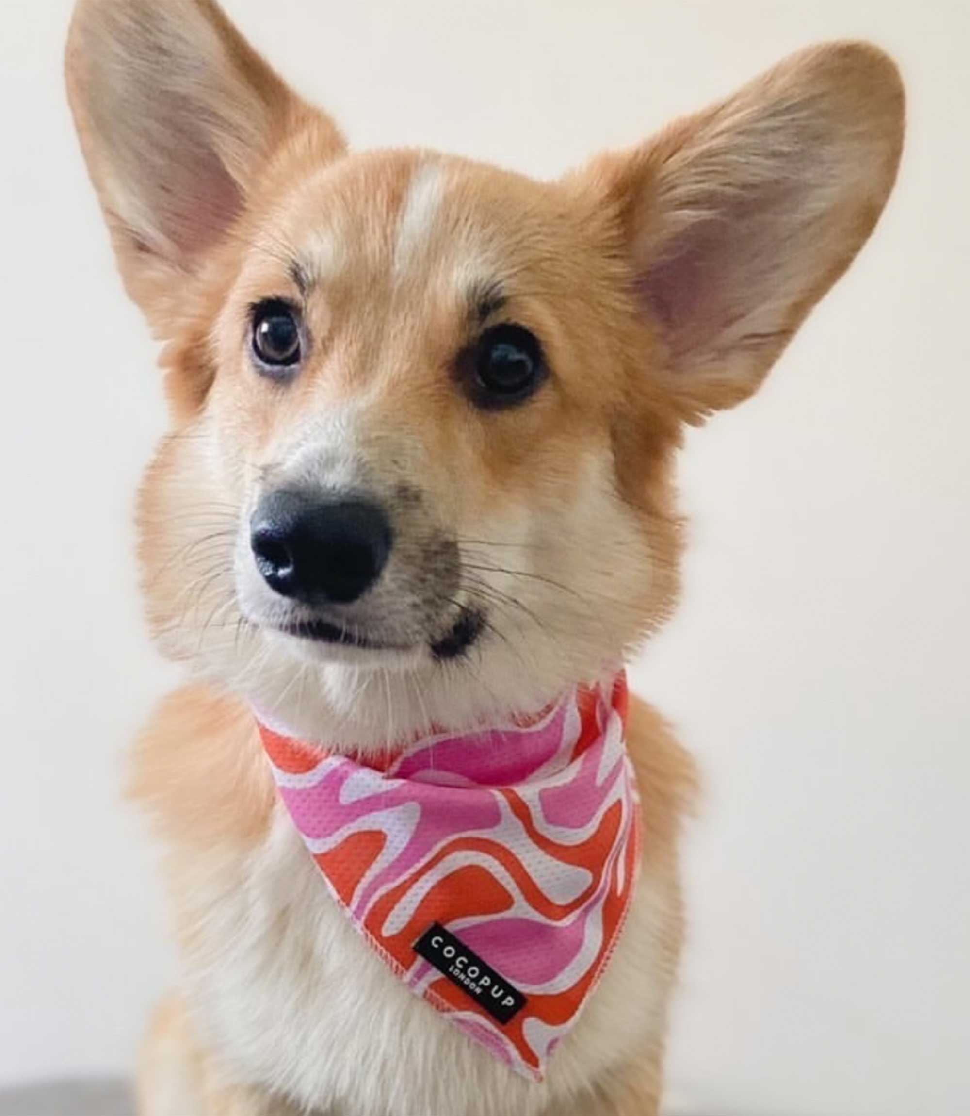 Cocopup London - 70's Swirl Bandana - Nest Pets