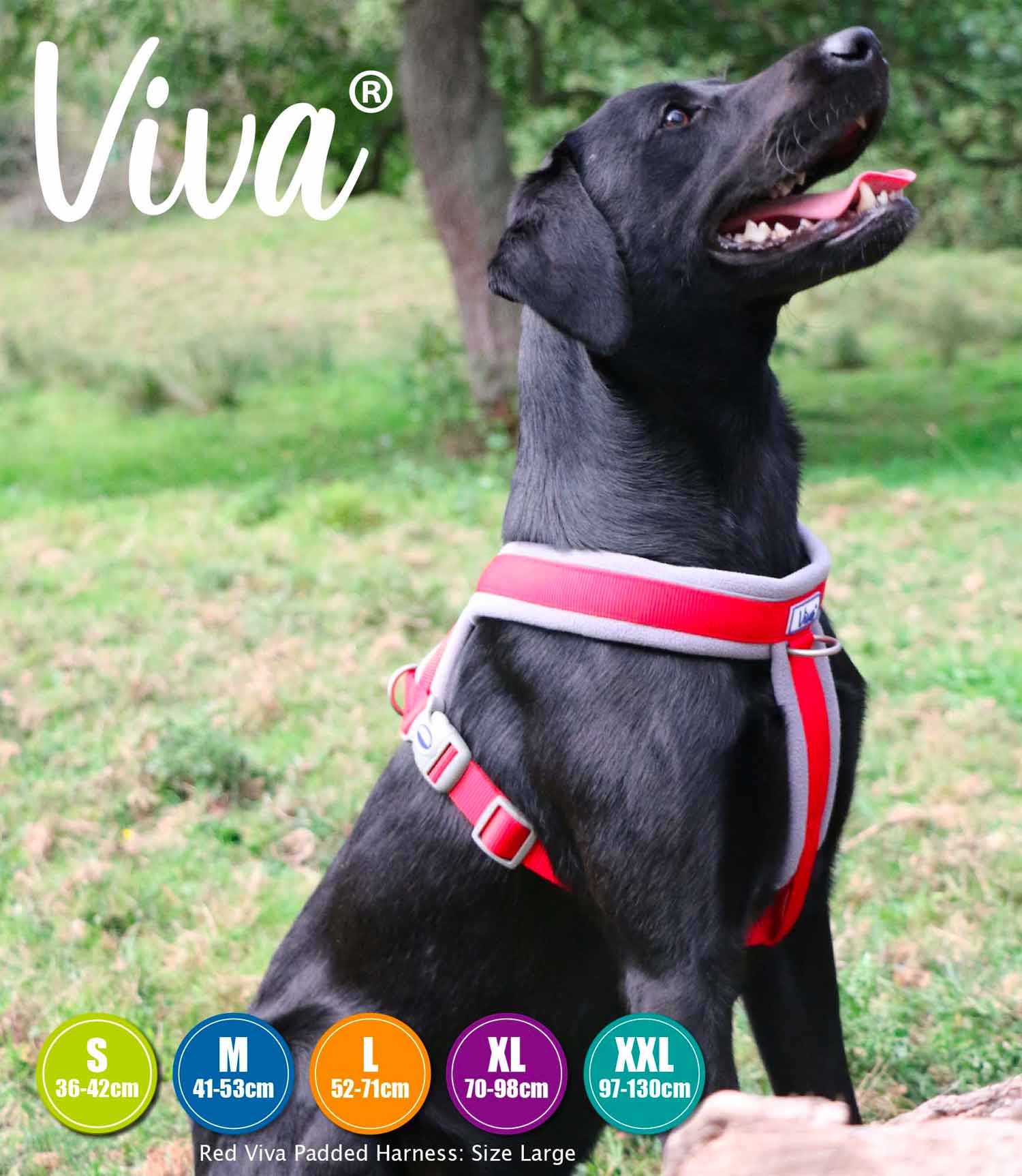 Ancol Viva Padded Dog Harness - Nest Pets