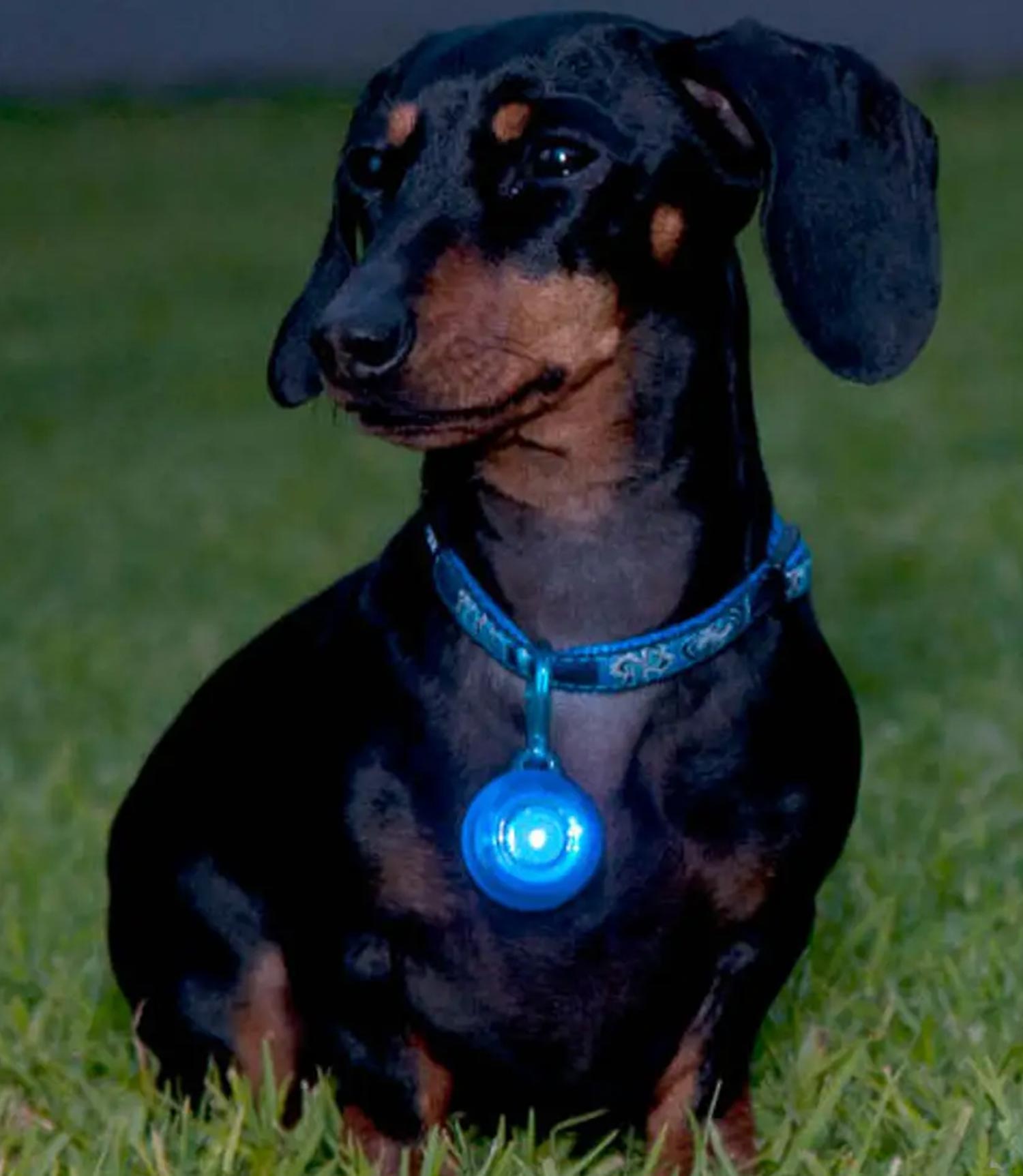 Rogz Roglite Safe Light - Nest Pets