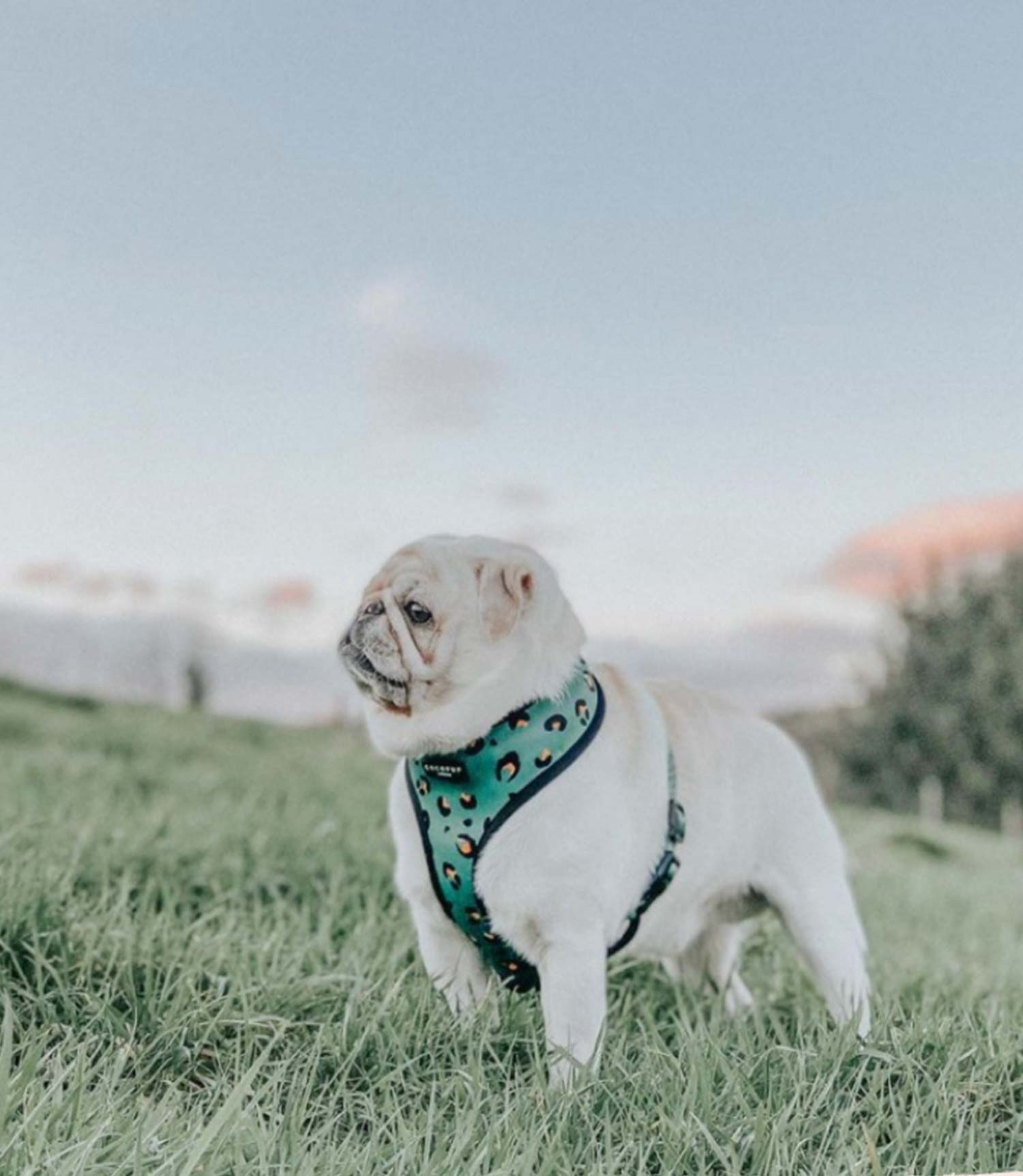 Cocopup London - Khaki Leopard Reversible Harness - Nest Pets