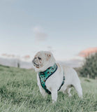 Cocopup London - Khaki Leopard Reversible Harness - Nest Pets