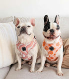 Poppy + Ted - Walk + Wear Pink Vibes Dog Harness - Nest Pets