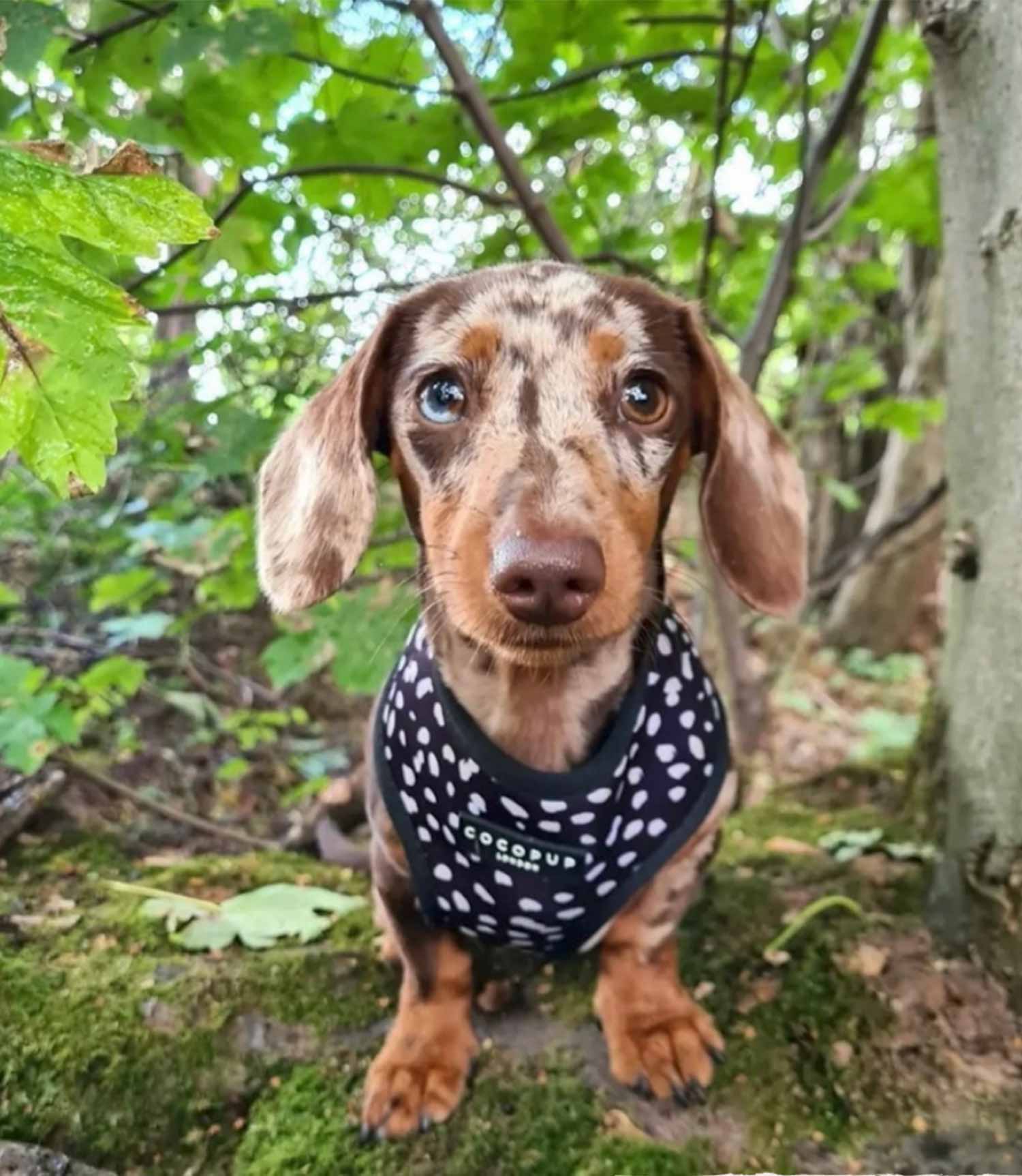 Cocopup London - Monochrome Spots Reversible Harness - Nest Pets