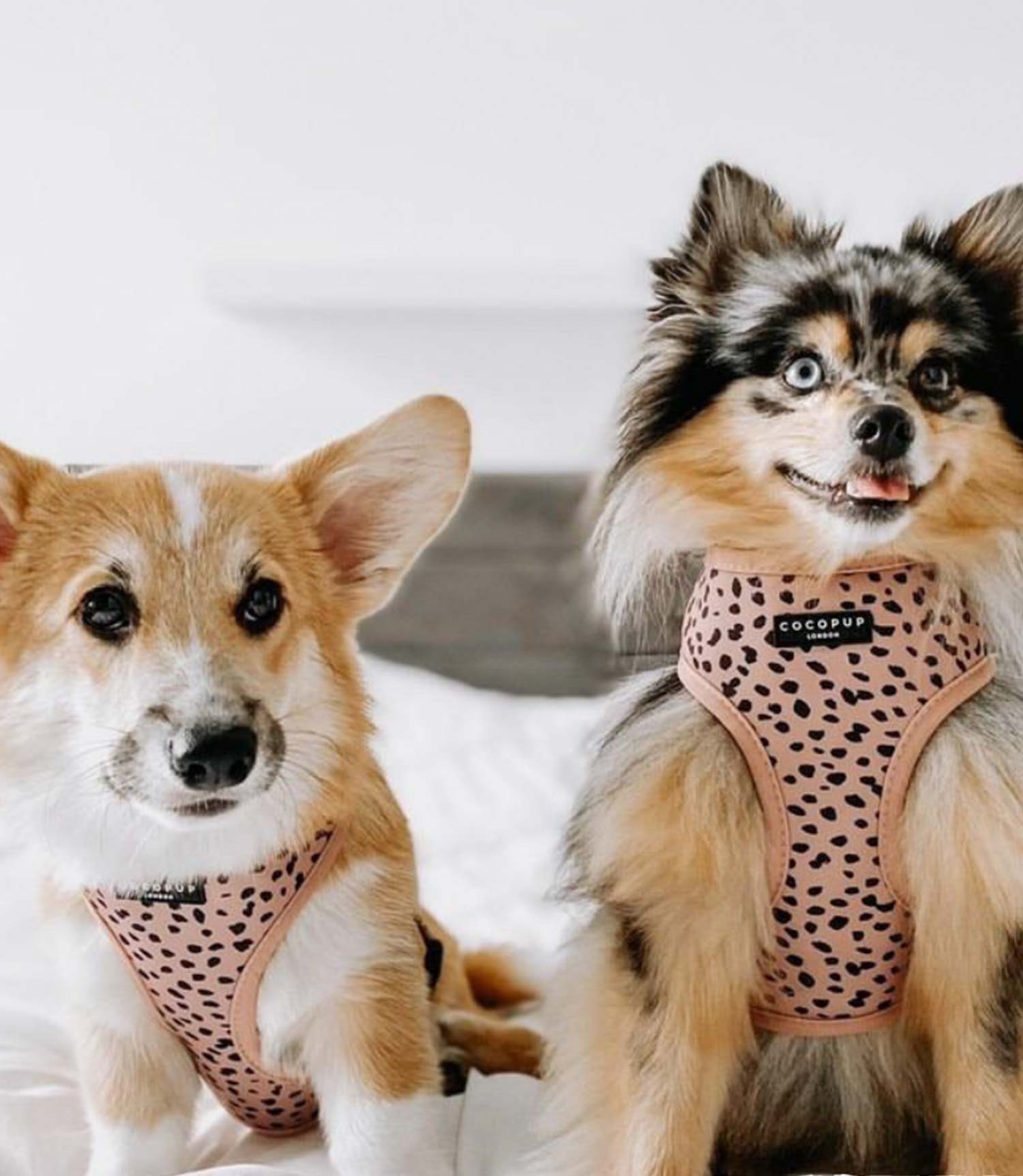Cocopup London - Tan Spots Reversible Harness - Nest Pets