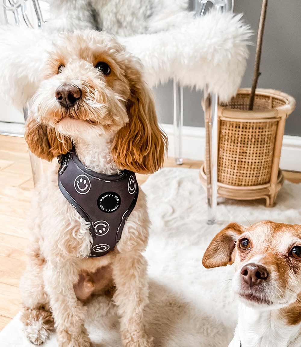 Poppy + Ted - Walk + Wear Happy Stamp Dog Harness - Nest Pets