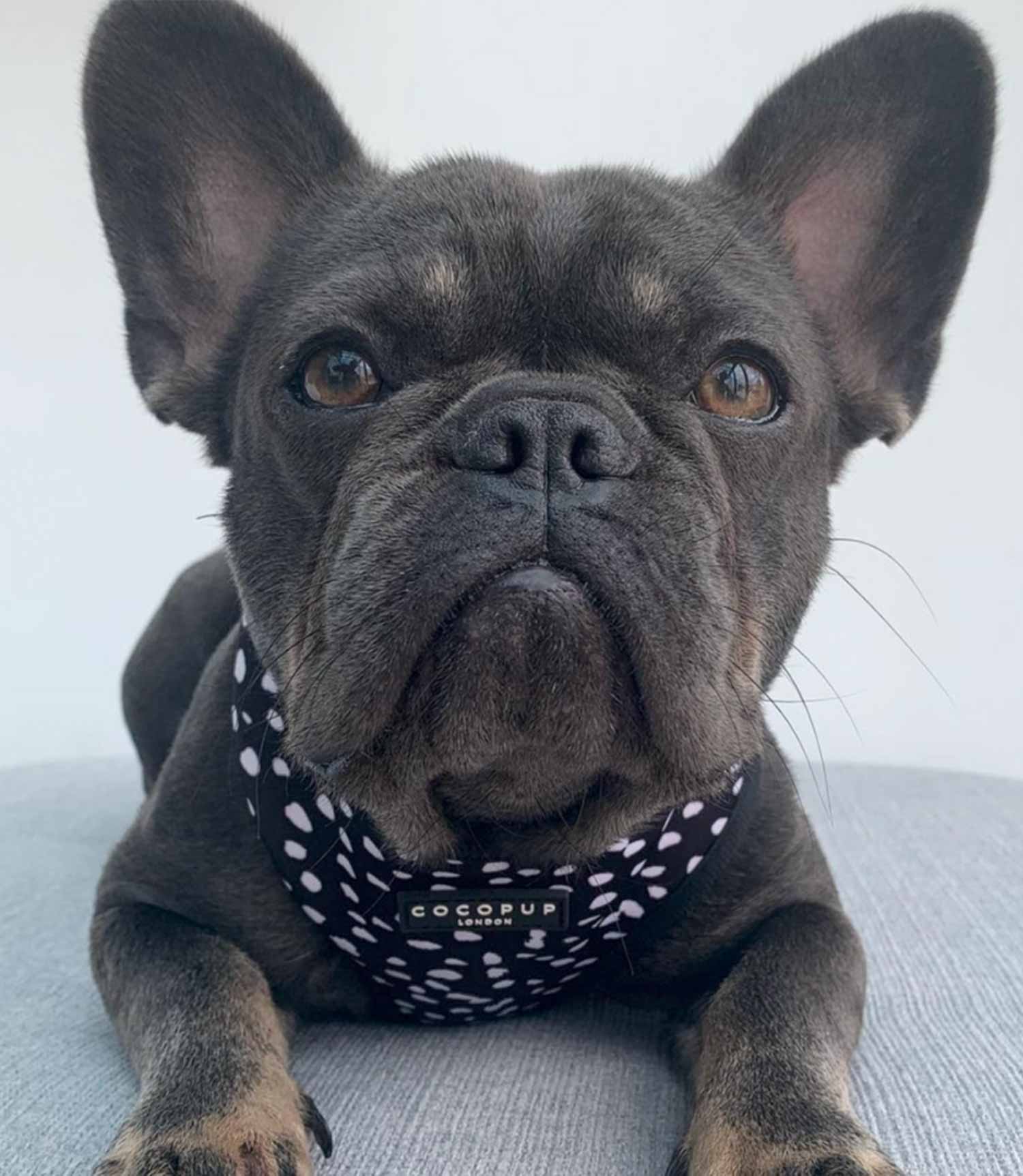 Cocopup London - Monochrome Spots Reversible Harness - Nest Pets