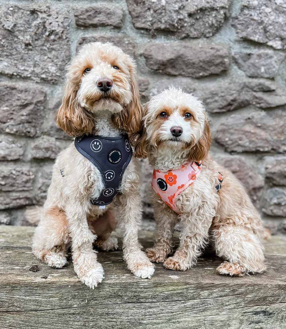 Poppy + Ted - Walk + Wear Happy Stamp Dog Harness - Nest Pets