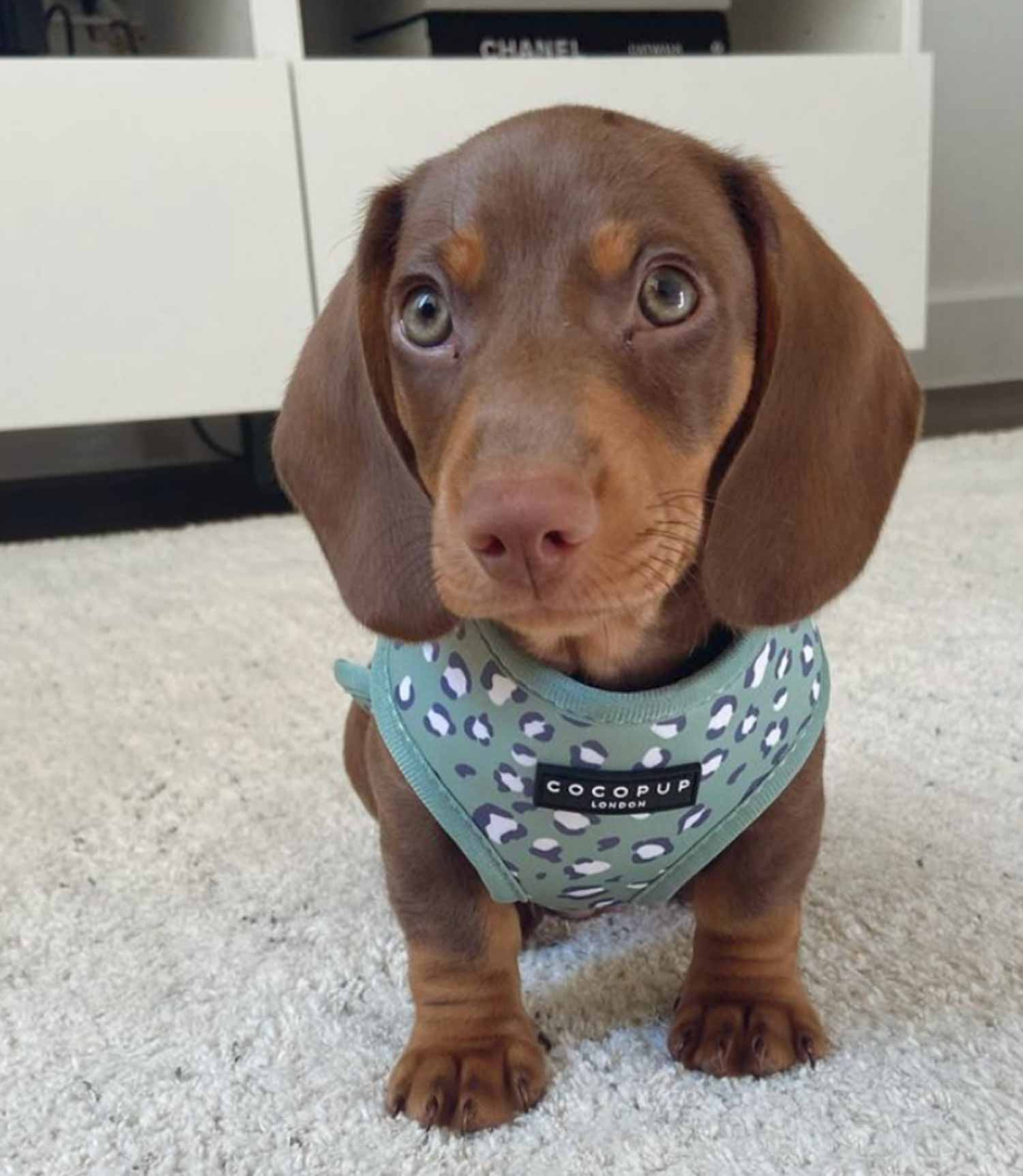 Cocopup London - Sage Leopard Harness - Nest Pets