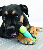 Kong Corestrength Bone Dog Toy - Medium/Large - Nest Pets